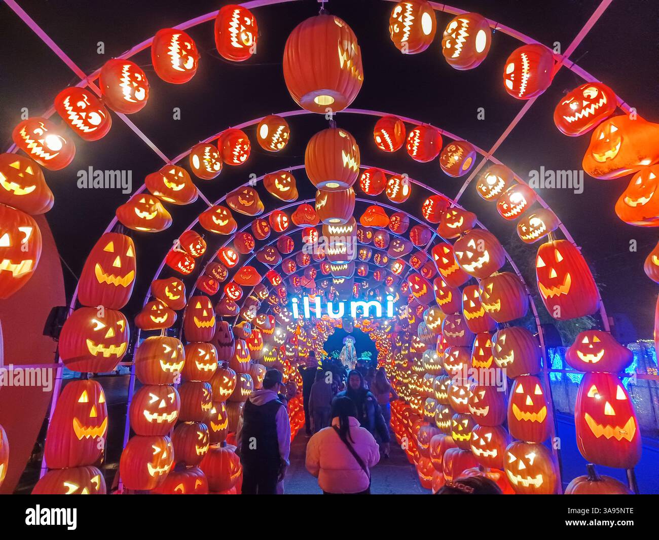 Toronto, ON, Kanada – 18. Oktober 2024: Besucher spazieren durch einen leuchtenden Kürbistunnel bei der Illumi Halloween Light Show am Abend. Stockfoto Toronto, ON, Kanada – 18. Oktober 2024: Besucher spazieren durch einen leuchtenden Kürbistunnel bei der Illumi Halloween Light Show am Abend. Stockfoto