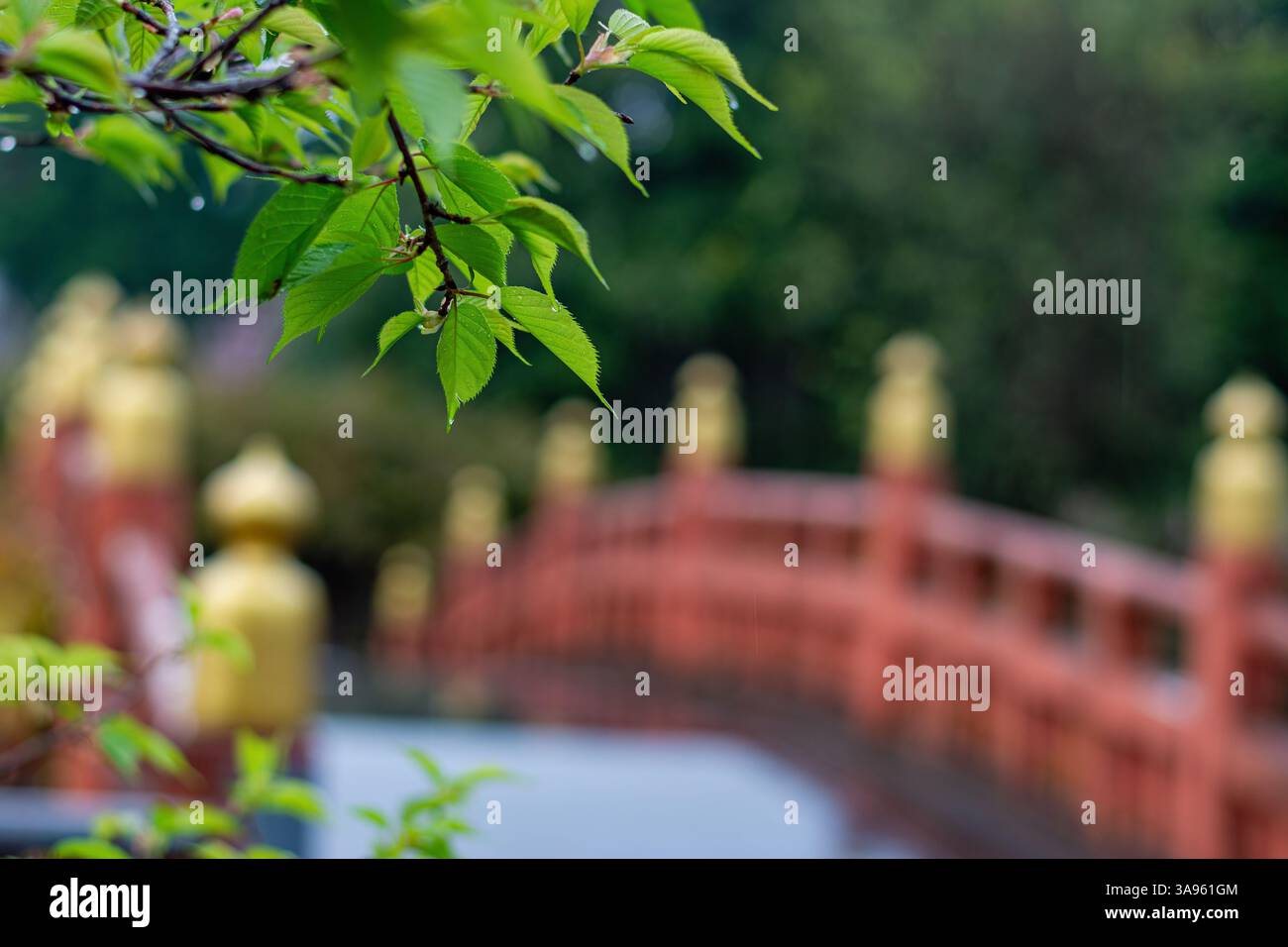 Tranquil Zen Garden: Lebendige grüne Blätter, die eine Crimson Bridge in Soft Focus umrahmen – Serene Nature Harmony Stockfoto