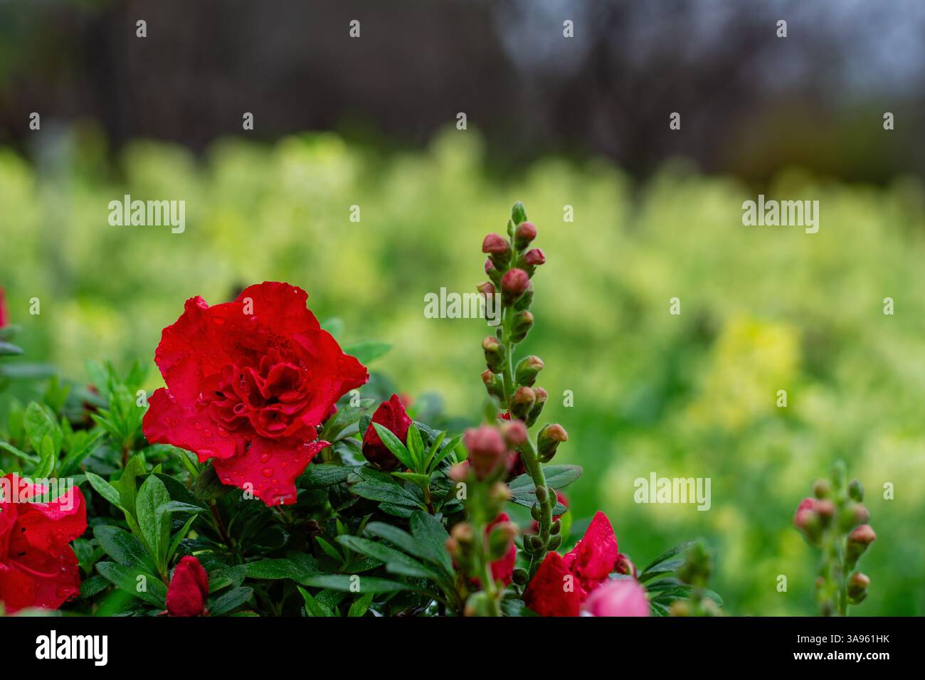 Crimson Floral Symphony: Leuchtende rote Blüten tanzen durch Smaragdlaub – der kräftige Farbkontrast der Natur Stockfoto
