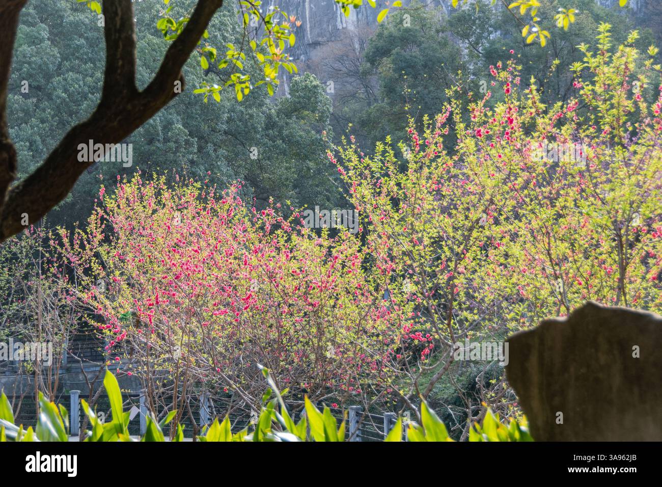 Pink Sakura Symphony: Kirschblüten, die die antiken Karstgipfel und die Heritage Architecture in Misty Guilin umrahmen – Chinas Meisterwerk des Frühlings Stockfoto