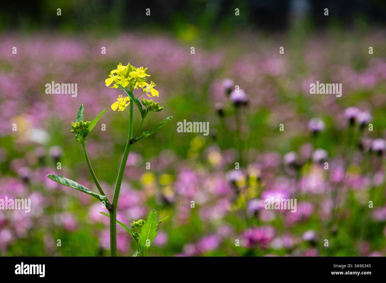 Golden Hour Floral Symphony: Sonnenverwöhnte gelbe und rosafarbene Wildblumen tanzen in der Sommerbrise – die lebendigen Wandteppiche der Natur Stockfoto