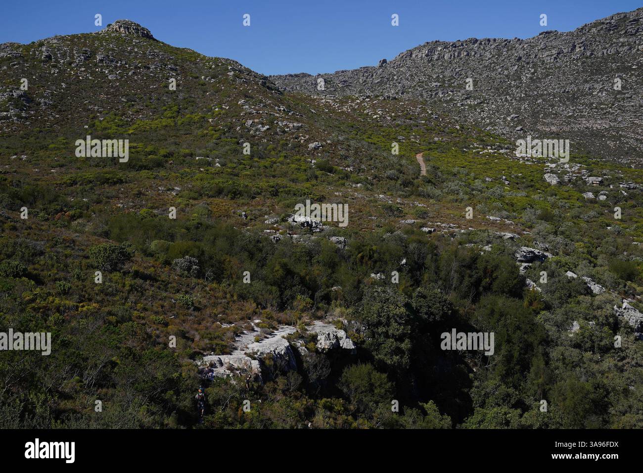 Wandern in Kapstadt, Südafrika am 29. März 2025 laufen die Menschen auf einem Wanderweg im Table Mountain National Park in Kapstadt, Südafrika. Wandern in Kapstadt ist eine beliebte und leicht zugängliche Möglichkeit, um die außergewöhnliche natürliche Schönheit der Stadt mit Panoramablick, vielfältigen Landschaften und einzigartiger Artenvielfalt zu erleben. Eingebettet zwischen Bergen und Meer, führen Wanderwege von Kapstadt durch eine Vielzahl von Umgebungen, von Küstenpfaden und Wäldern bis hin zu zerklüftetem Berggelände. Die Region ist Teil der floristischen Region Kap, die zum UNESCO-Weltkulturerbe gehört und für ihre unglaublich reiche Pflanzenwelt bekannt ist Stockfoto