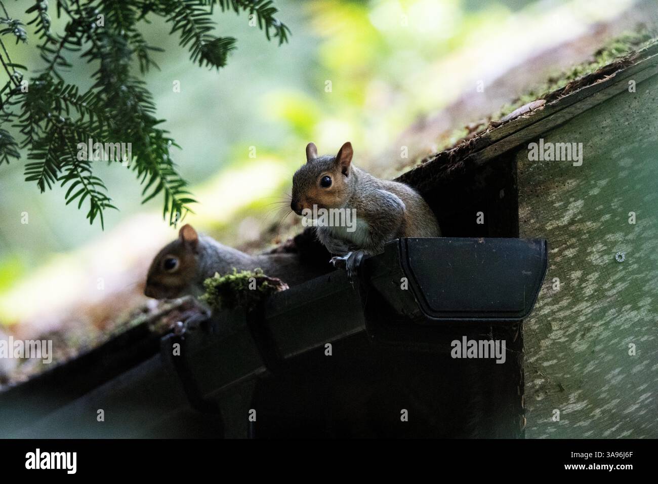 Ein Paar östliches graues Eichhörnchen (Sciurus carolinensis) in einer Regenwasserrinne Stockfoto