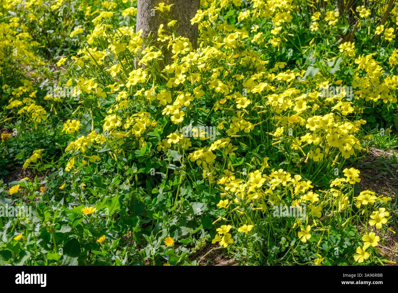 Eine Vielzahl von leuchtend gelben Oxalis pes Caprae Blüten gedeihen in einem grünen Garten und schaffen eine fröhliche Atmosphäre unter dem warmen Sonnenlicht des Frühlings. Thi Stockfoto