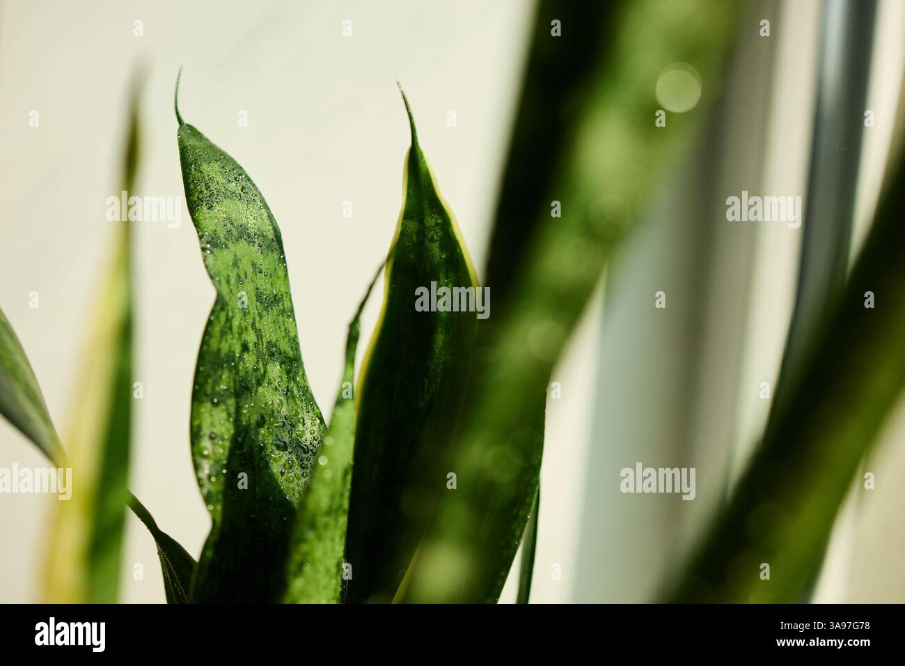 Üppig grüne Blätter einer Schlangenpflanze gedeihen in einem hellen Innenbereich, fangen das Sonnenlicht ein und betonen die Atmosphäre des Raumes mit ihren einzigartigen Mustern Stockfoto