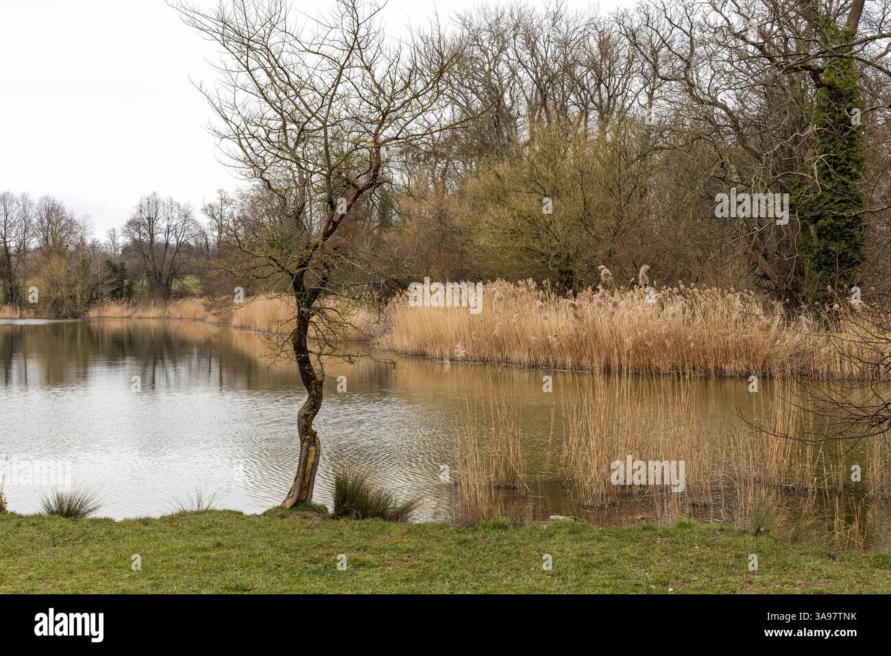 Der Corsham Park wurde 1761 von Lancelot 'Capability' Brown entworfen und gestaltet. Corsham Lake und Schilfbetten, Corsham, Wiltshire, England, Großbritannien Stockfoto