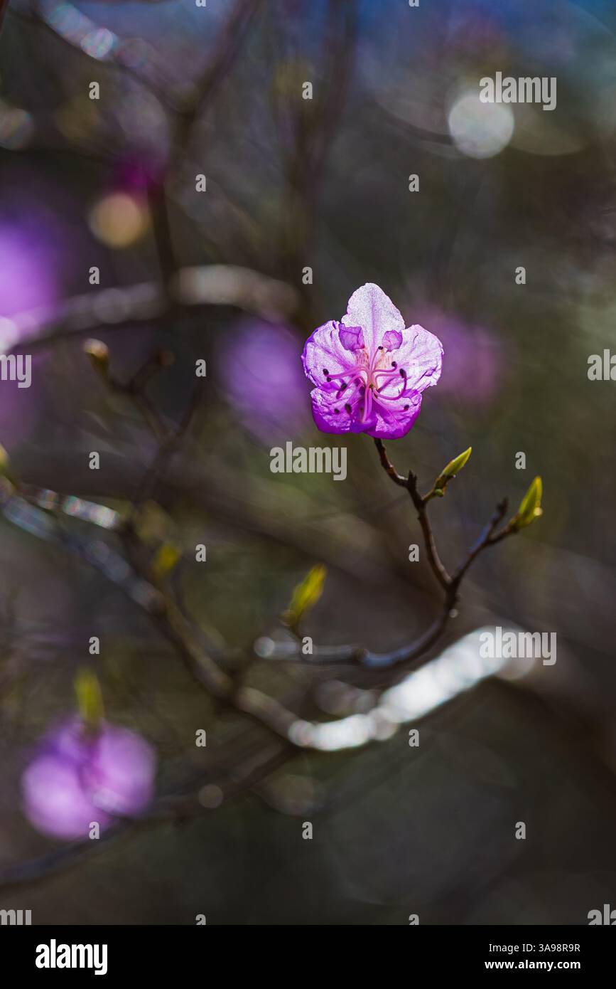 Im Frühjahr erwacht der botanische Garten in Göteborg mit blühenden lila Blumen zum Leben. Diese Blüten symbolisieren die Erneuerung und die Ankunft eines wärmeren Tages Stockfoto