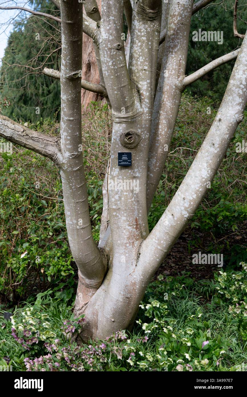 Magnolia dawsoniana, Kofferraum mit Label, in Birmingham Botanical Gardens, Birmingham, Großbritannien Stockfoto