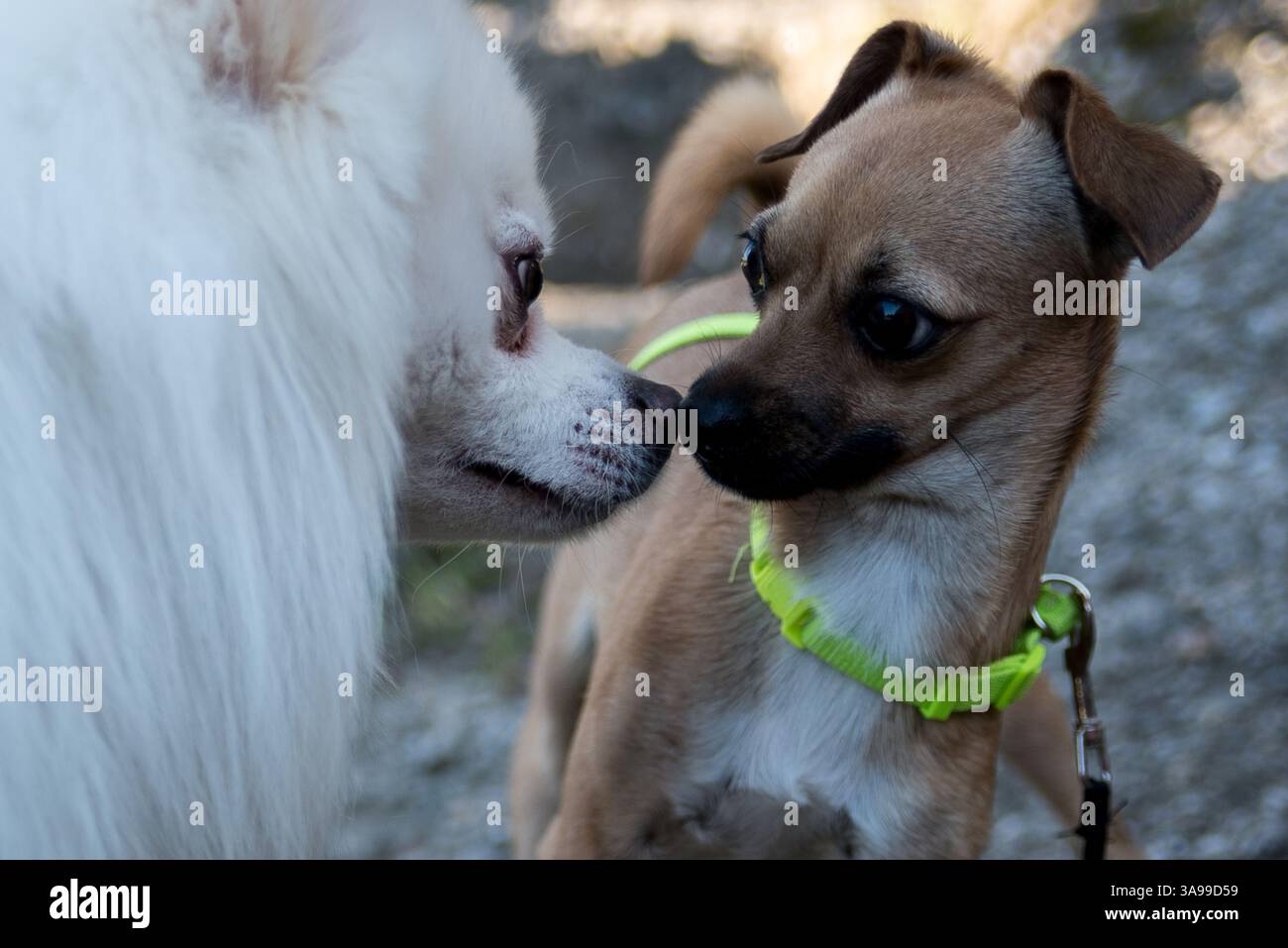 Süße kleine Hunde Stockfoto