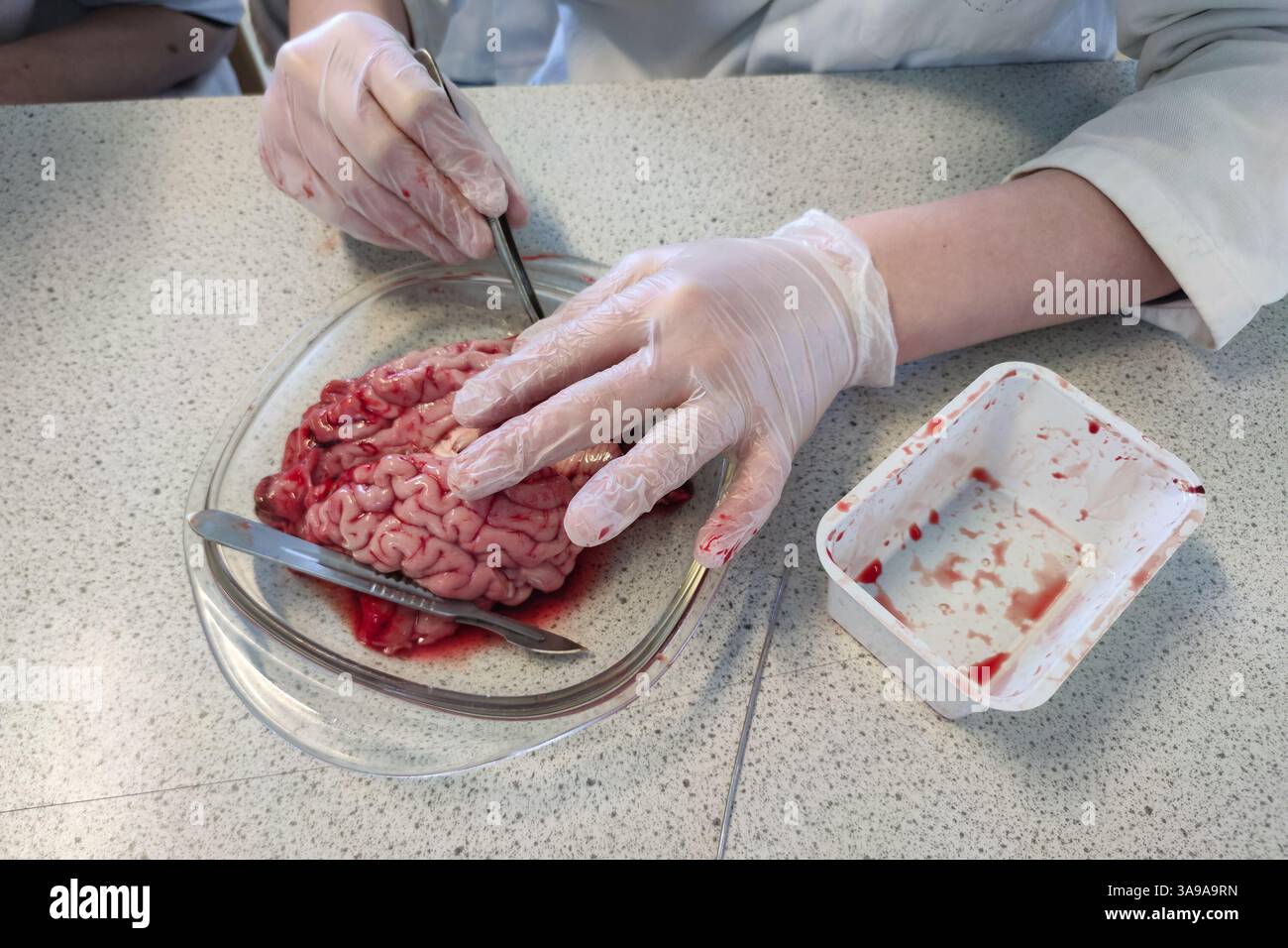 Biologielabor an einer High School, wo das Gehirn eines Kalbes untersucht wird. Stockfoto