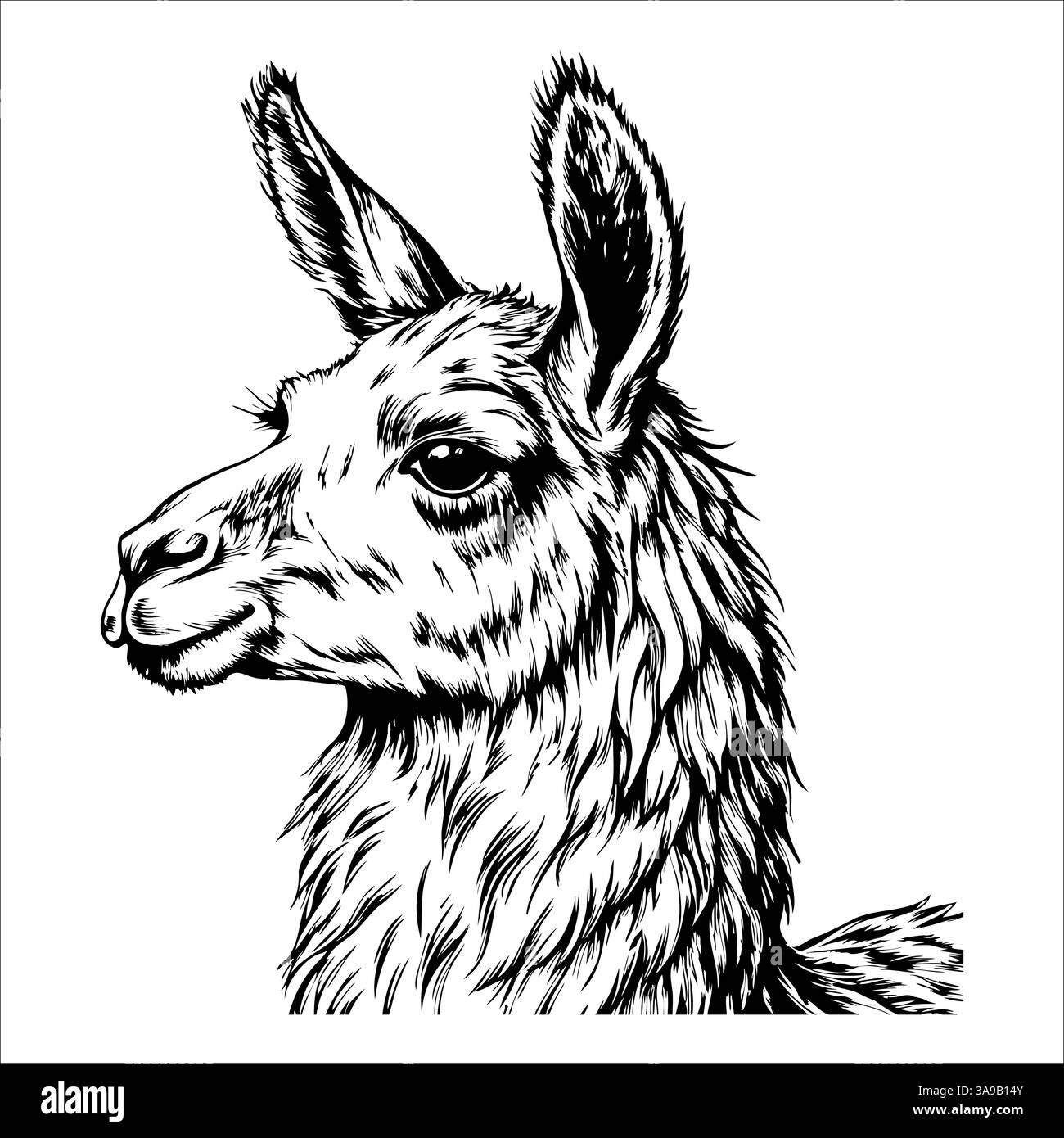 Eine schwarz-weiße Zeichnung eines Lama mit einer langen, zotteligen Mähne Stock Vektor