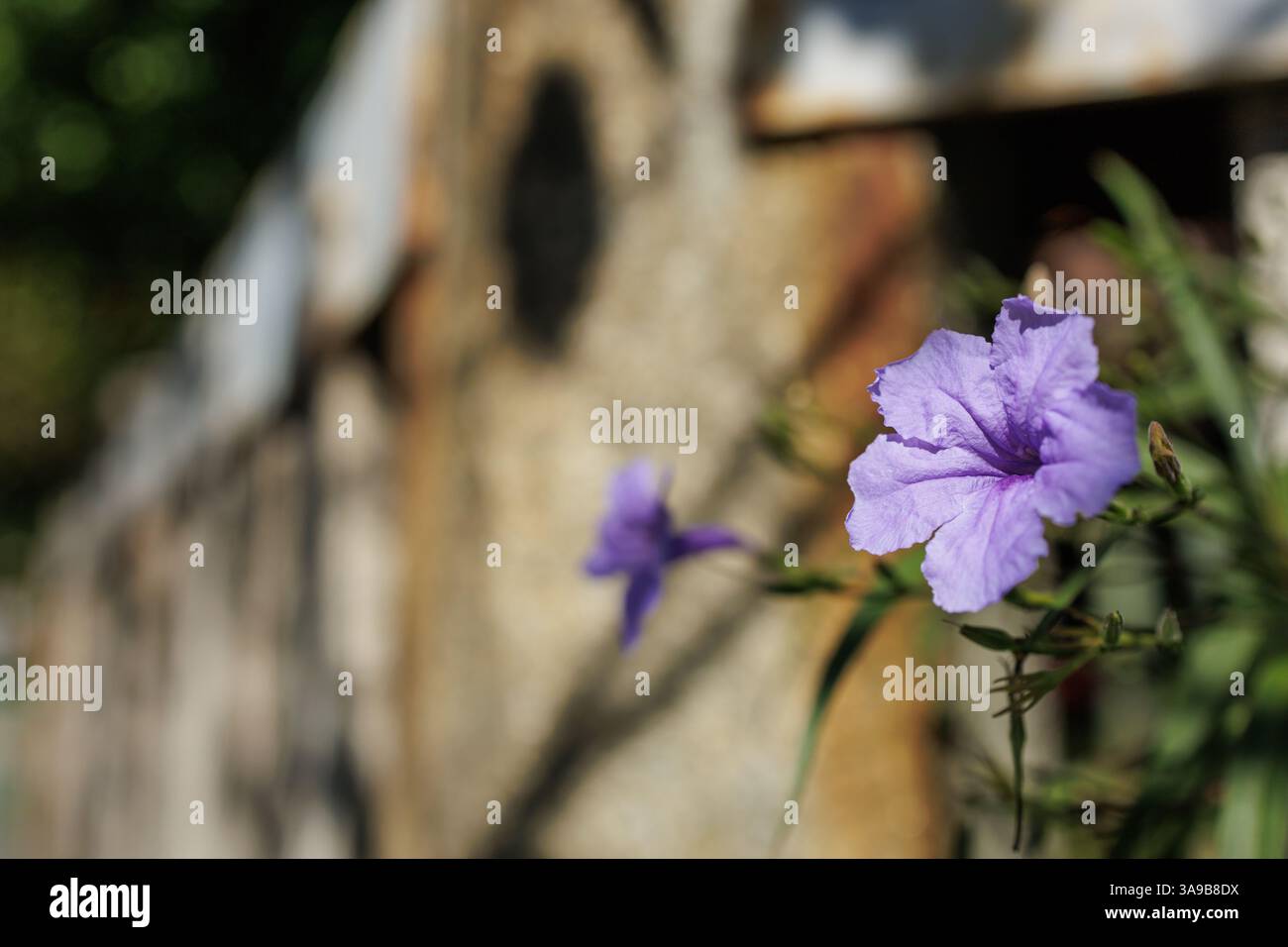 Leuchtend violette Blüten in scharfer Schärfe vor einem hellbraunen Bokeh-Naturschauspiel. Sonnenlicht verbessert die zarten Texturen des Blütenblatts. Stockfoto