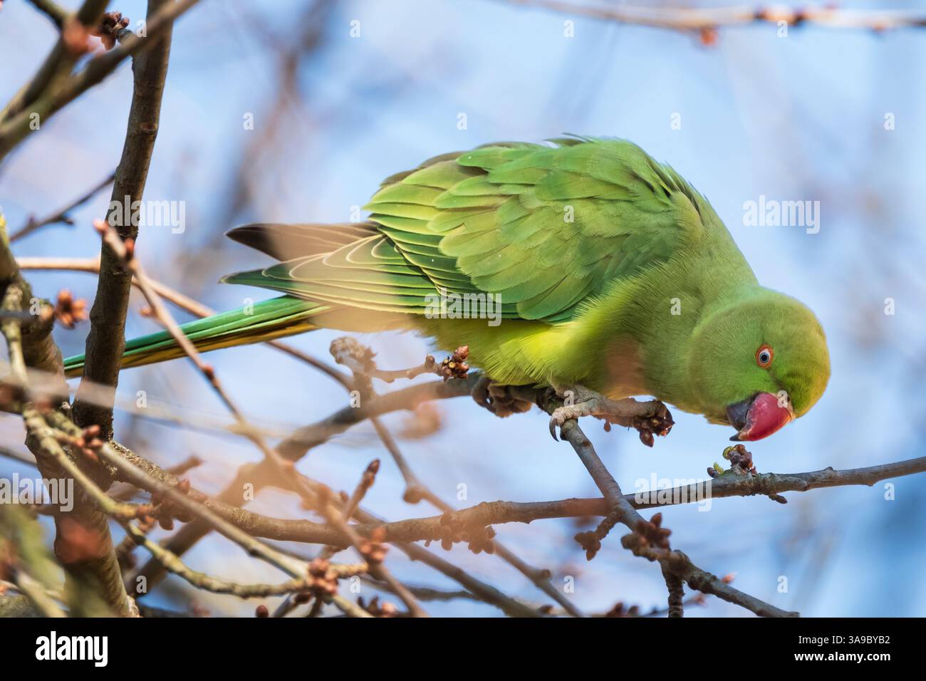Kragensittich, auch bekannt als kleiner Alexandersittich (Psittacula krameri) im Kölner Nippes-Bezirk. Stockfoto