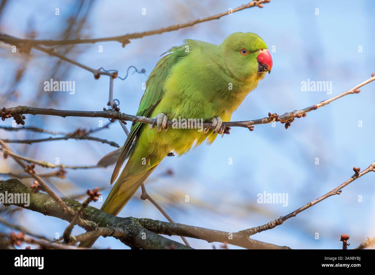 Kragensittich, auch bekannt als kleiner Alexandersittich (Psittacula krameri) im Kölner Nippes-Bezirk. Stockfoto