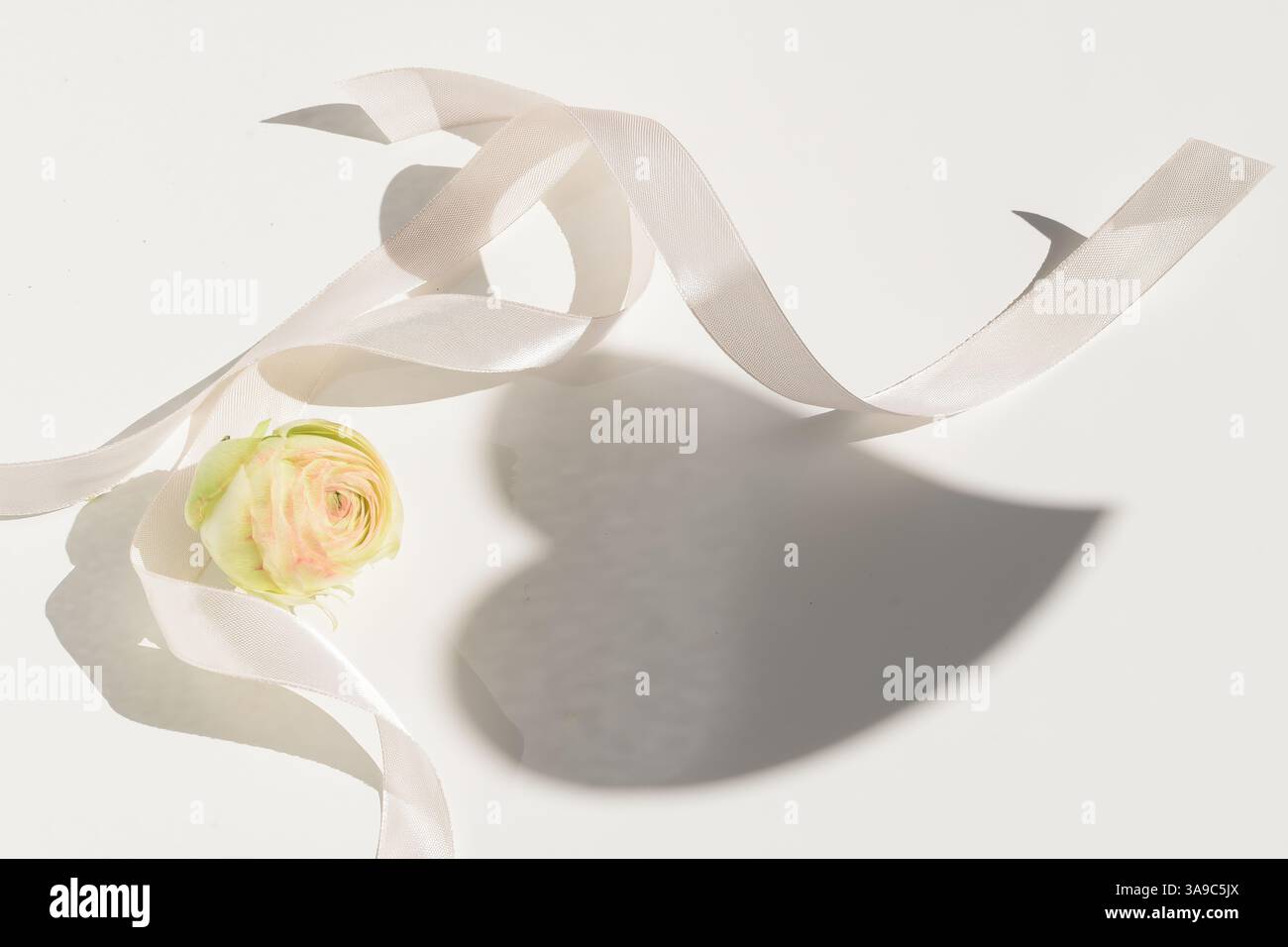 Zartes weißes Band, das sich um eine weiche, pastellfarbene Ranunkelblume windet und einen herzförmigen Schatten bildet, der Liebe, Einfachheit und Minimalismus repräsentiert Stockfoto