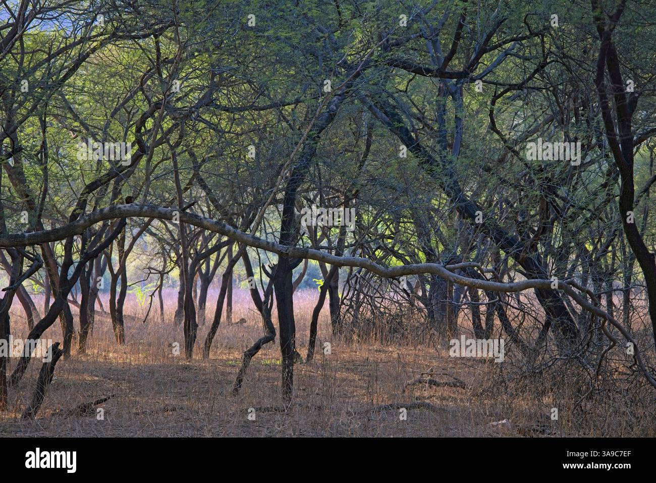 Trockenwald im Jhalana Leopard Reserve, Jaipur, Rajasthan, Indien. Stockfoto