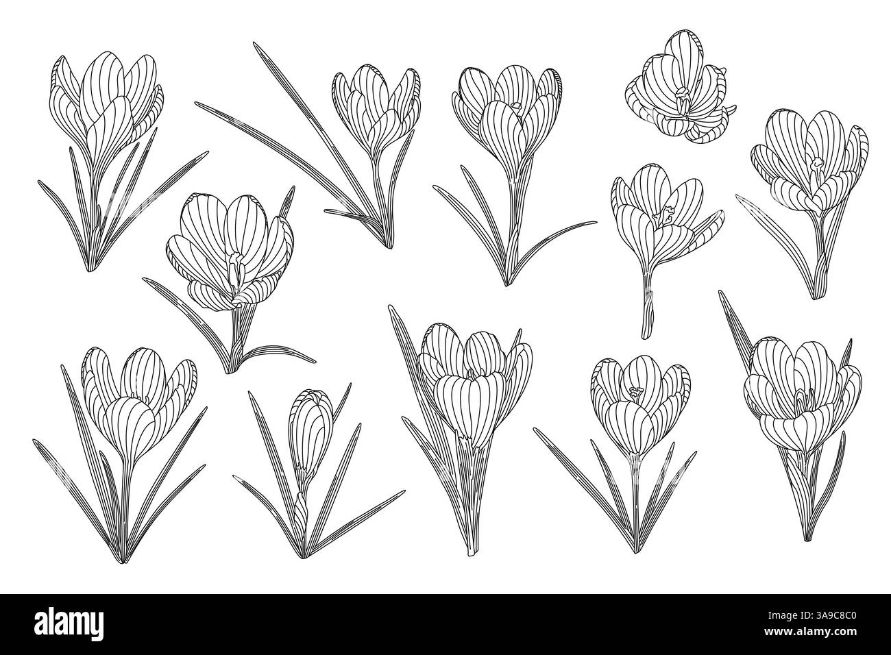 Crocus Frühlingsblumen Set zarte Pflanzen mit Stiel und Blättern, Hand gezeichnete Vektor-Umrissillustration, Blumendesign Element Sammlung, grafisches Clipart für Einladung, Karte, Hochzeit, botanisches Lineart Stock Vektor