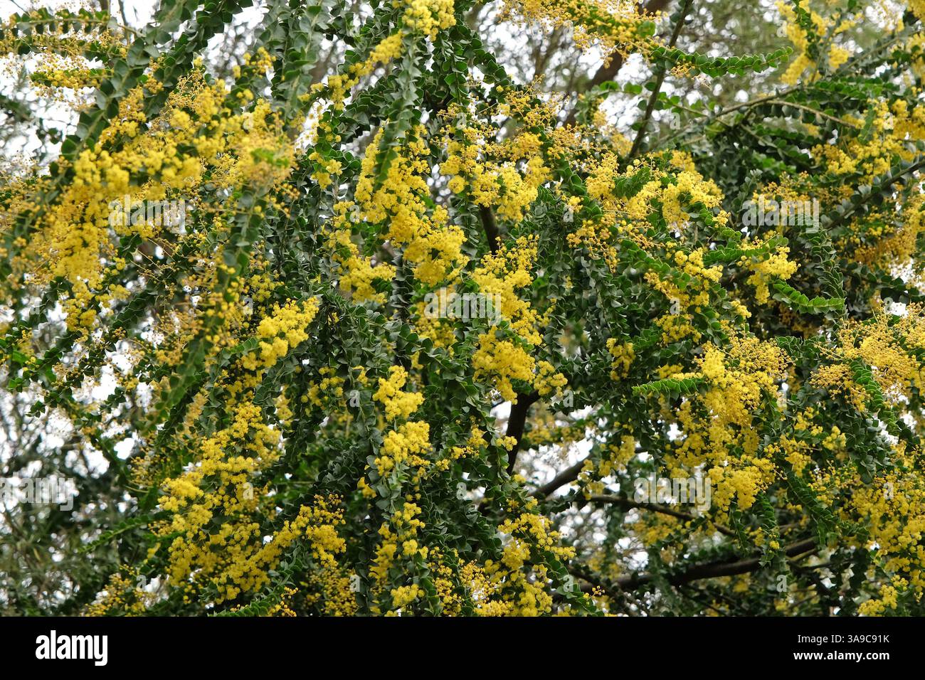 Gelbe Akazien-Baileyana, Cootamundra-Flechtwerk oder goldener Mimosa-Baum in Blüte. Stockfoto