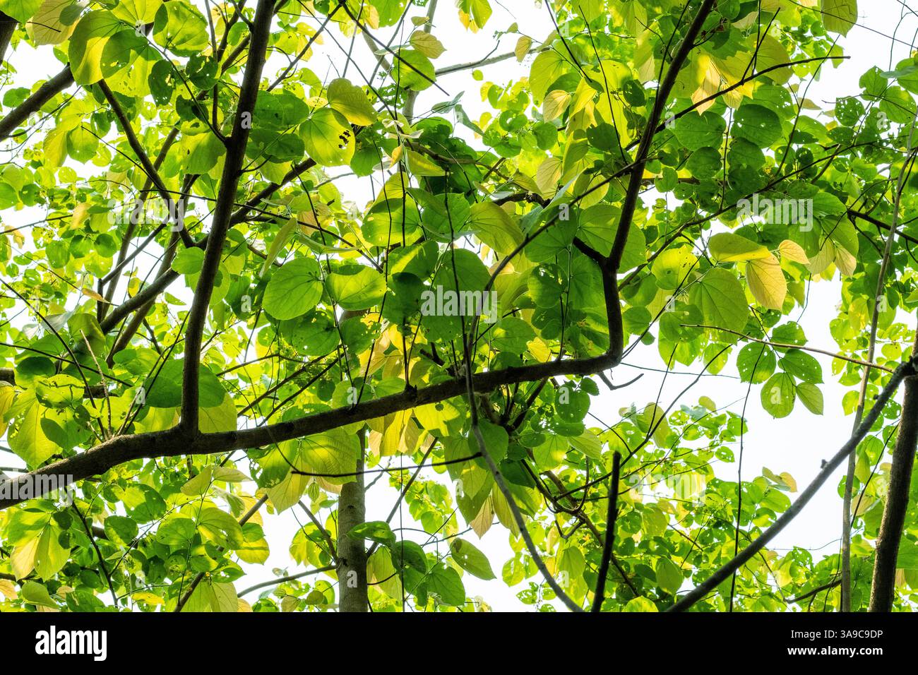 Grüne Blätter sind einer der wichtigsten Teile einer Pflanze und spielen eine entscheidende Rolle bei der Photosynthese, Atmung und Transpiration Stockfoto