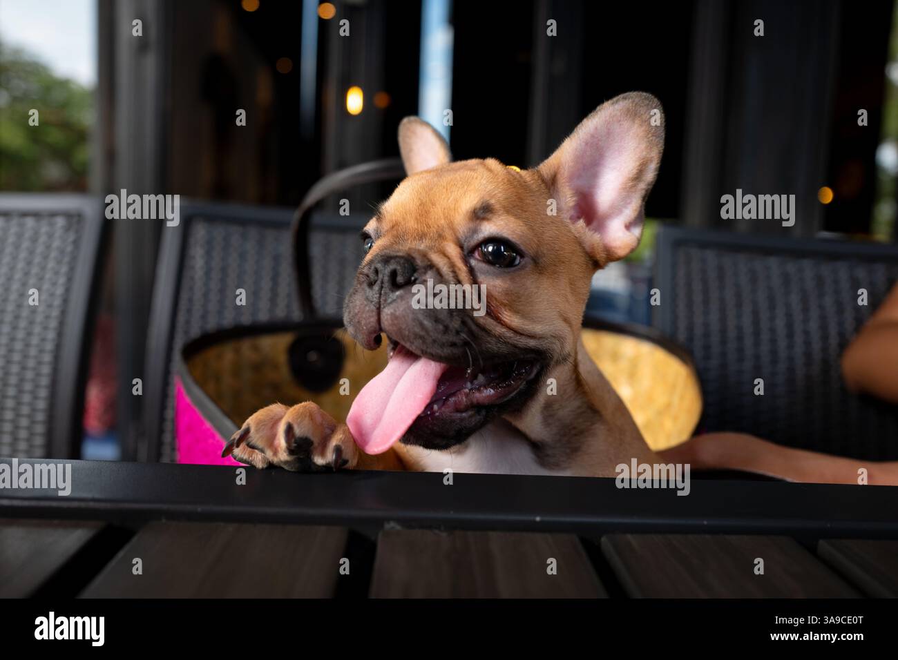 Süße braune französische Welpe Bulldogge Stockfoto