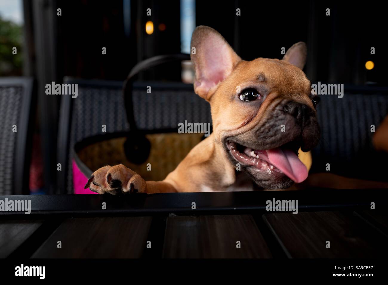 Süße braune französische Welpe Bulldogge Stockfoto