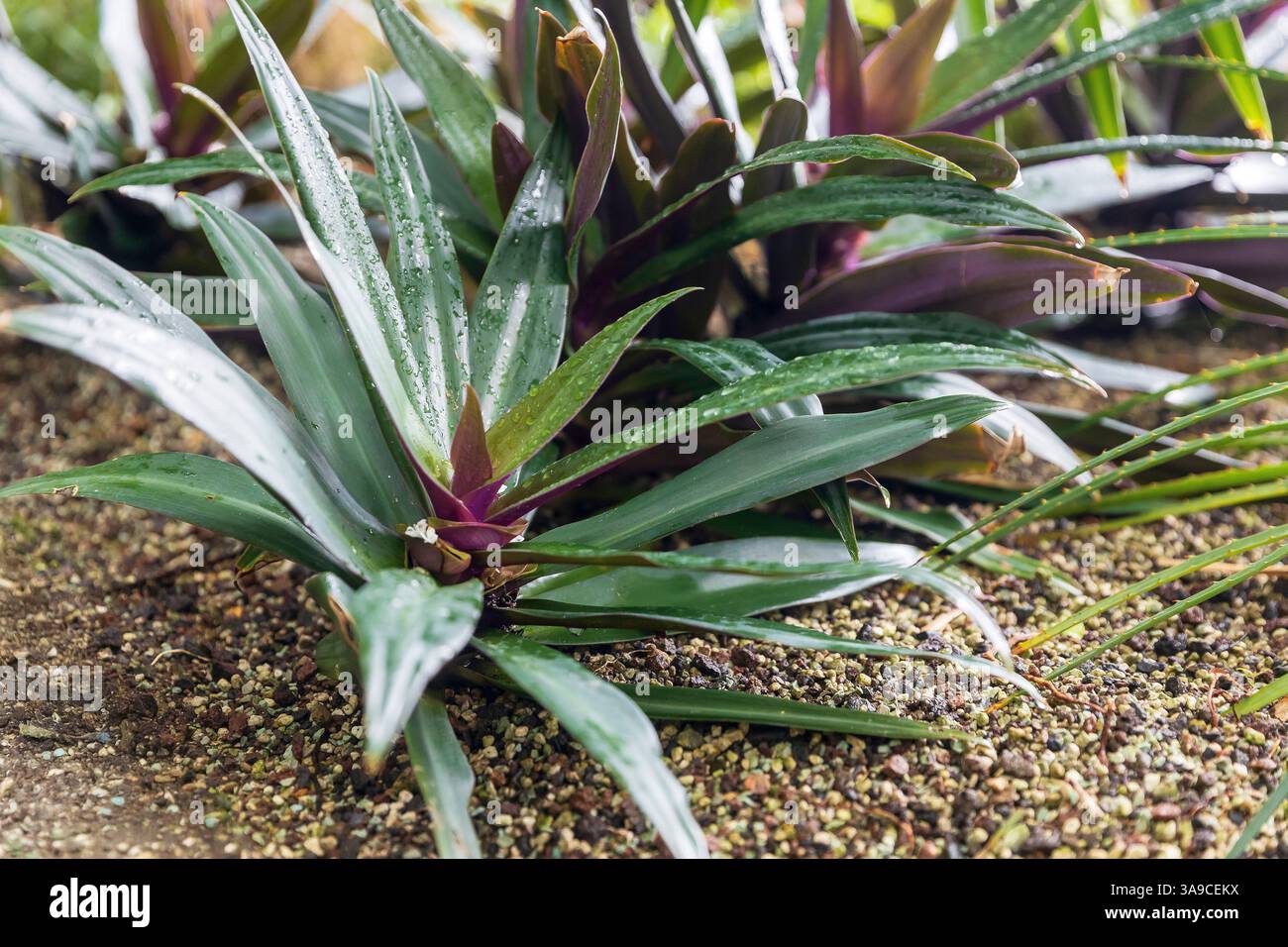 Moses-in-the-Wiege-Pflanze (Tradescantia spathacea) mit grünen und violetten Blättern im Garten Stockfoto
