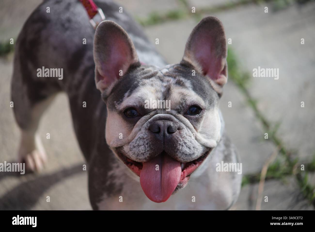 Französische Bulldogge, niedlicher Begleithund, Vorderansicht des Mauls mit ausgezogener Zunge Stockfoto