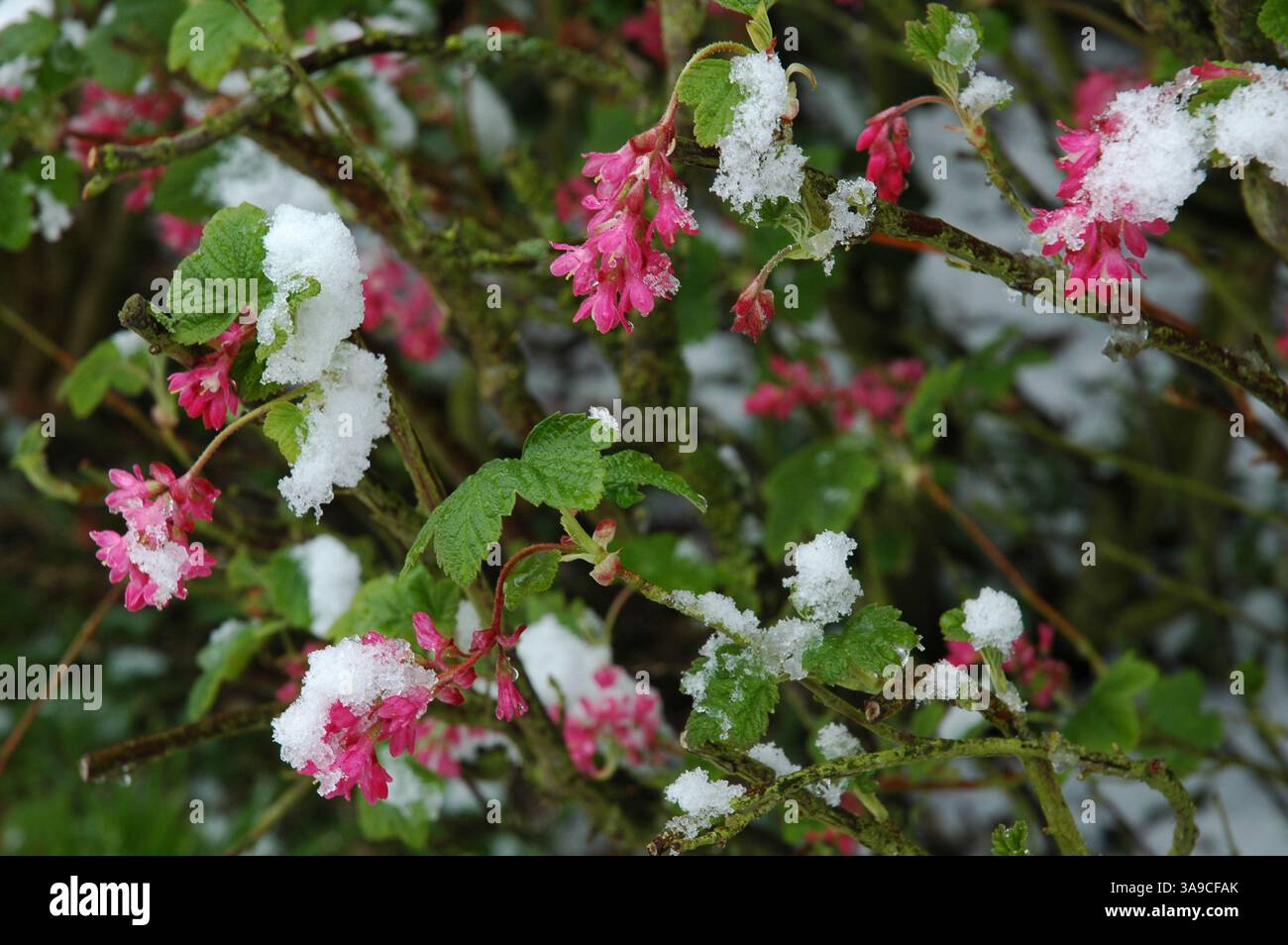 Blühende Johannisbeere im Schnee. Stockfoto