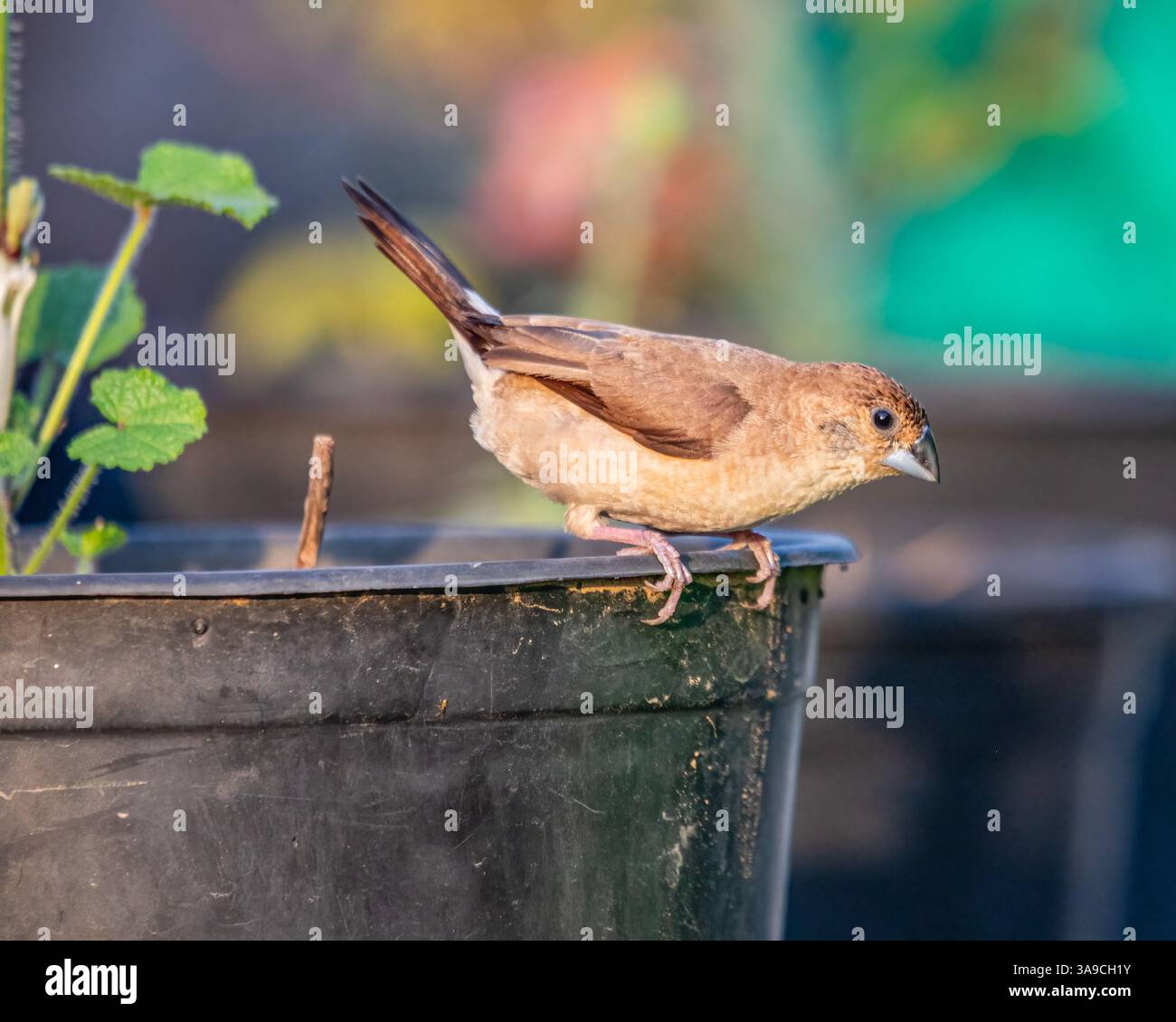 Ein Silberbrief, der auf einem Topf sitzt Stockfoto