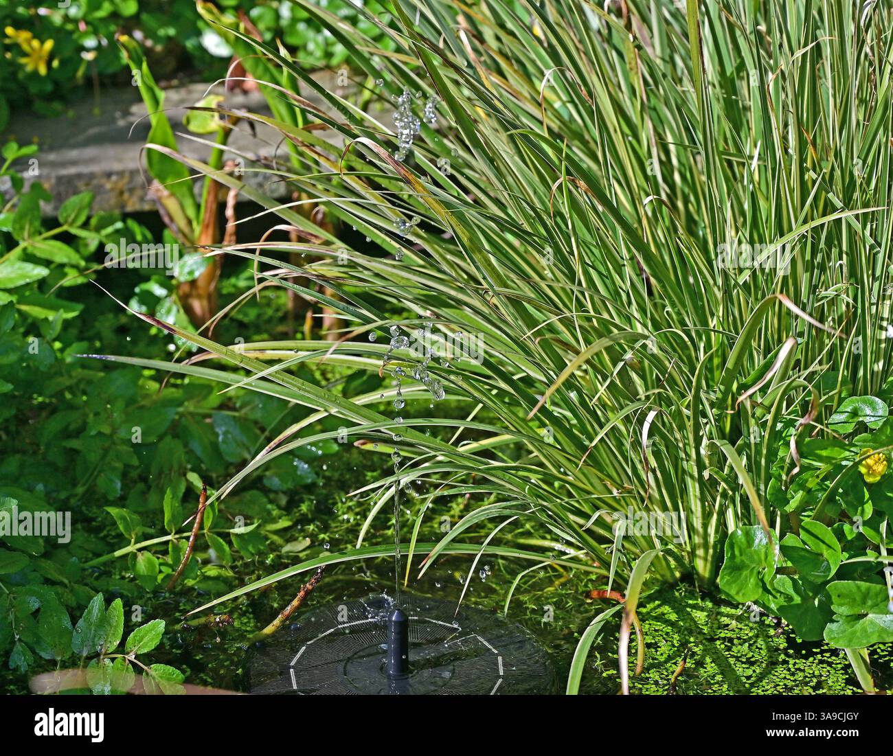 Wasser aus Solarbrunnen-Gartenteich Stockfoto