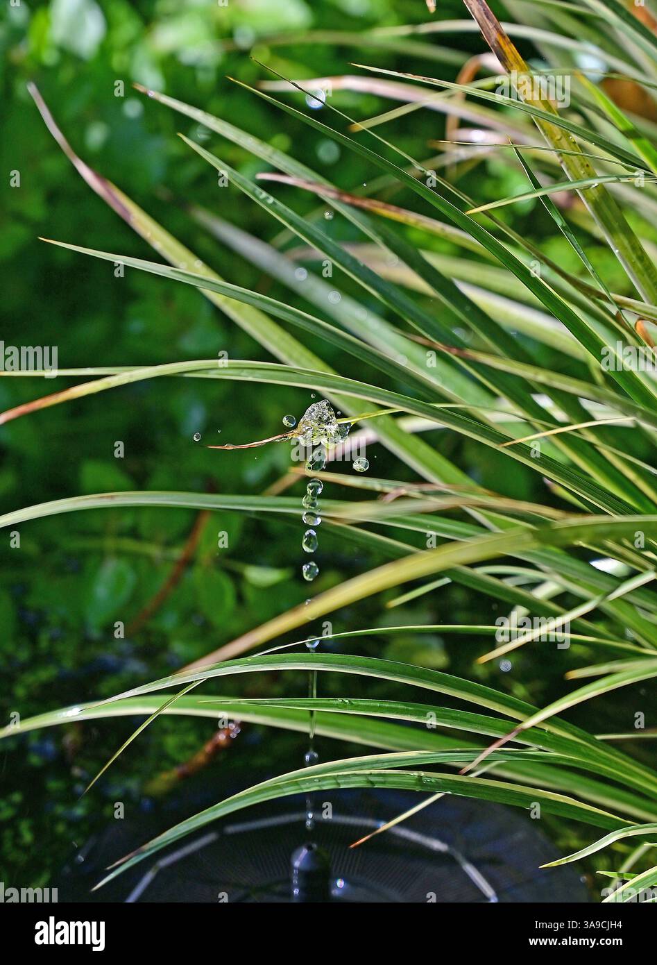 Wasser aus Solarbrunnen-Gartenteich Stockfoto