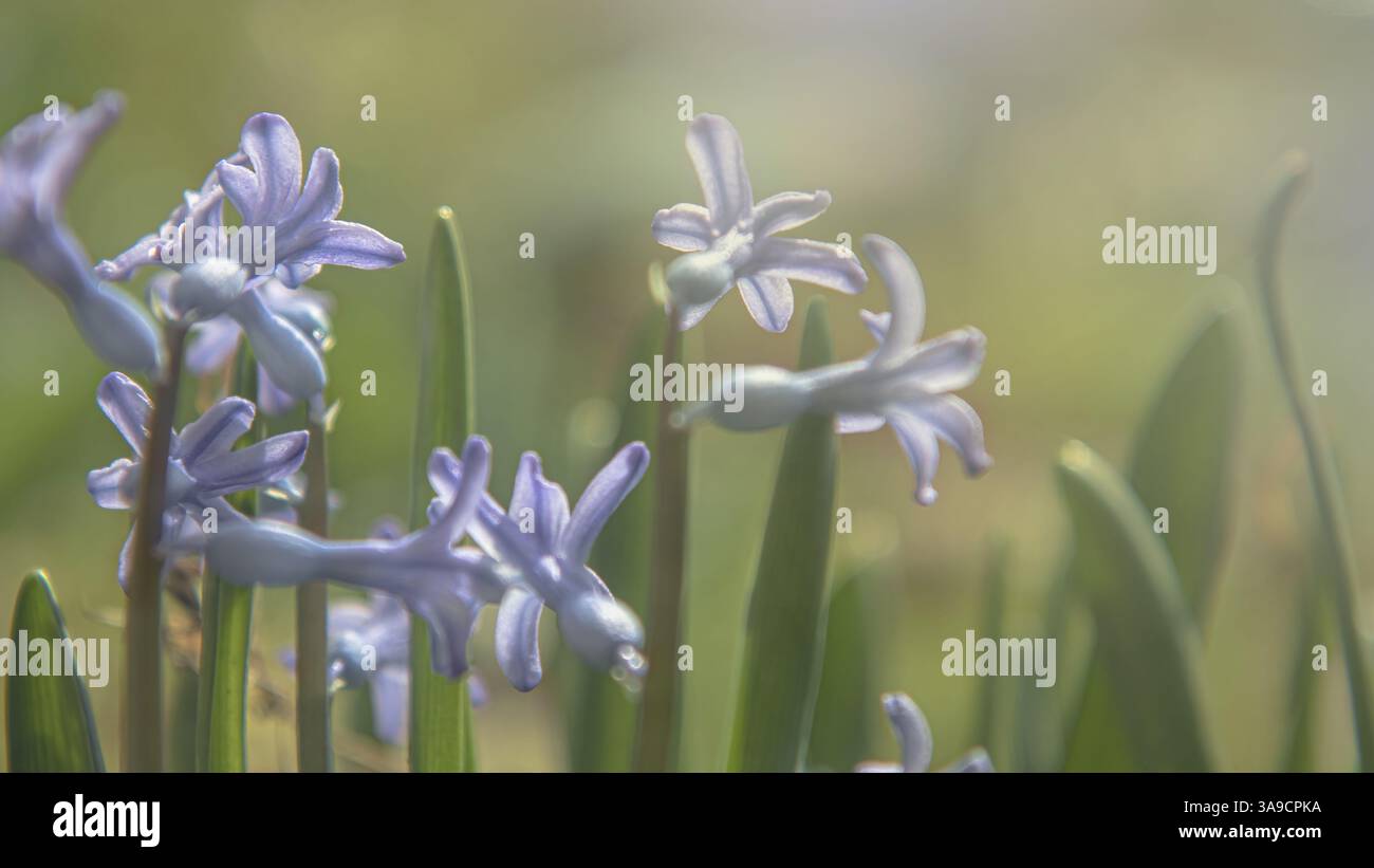 Frühlingshyazinthen im Morgenlicht Stockfoto