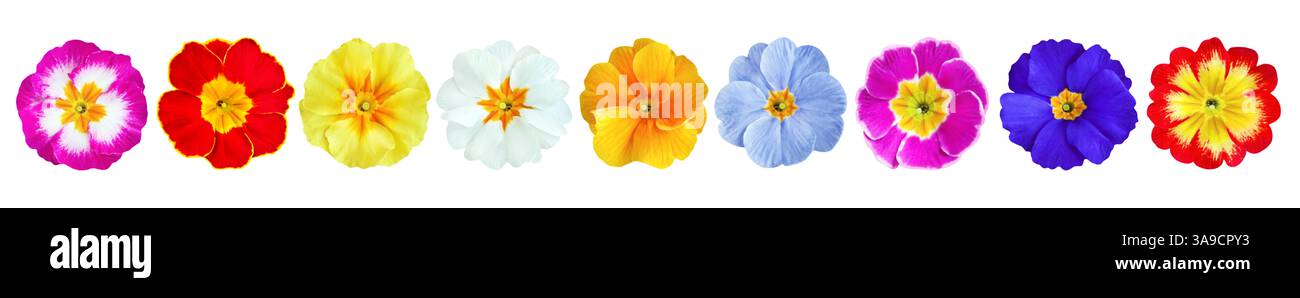 Verschiedene farbenfrohe Primaten isoliert auf weißem Hintergrund Stockfoto