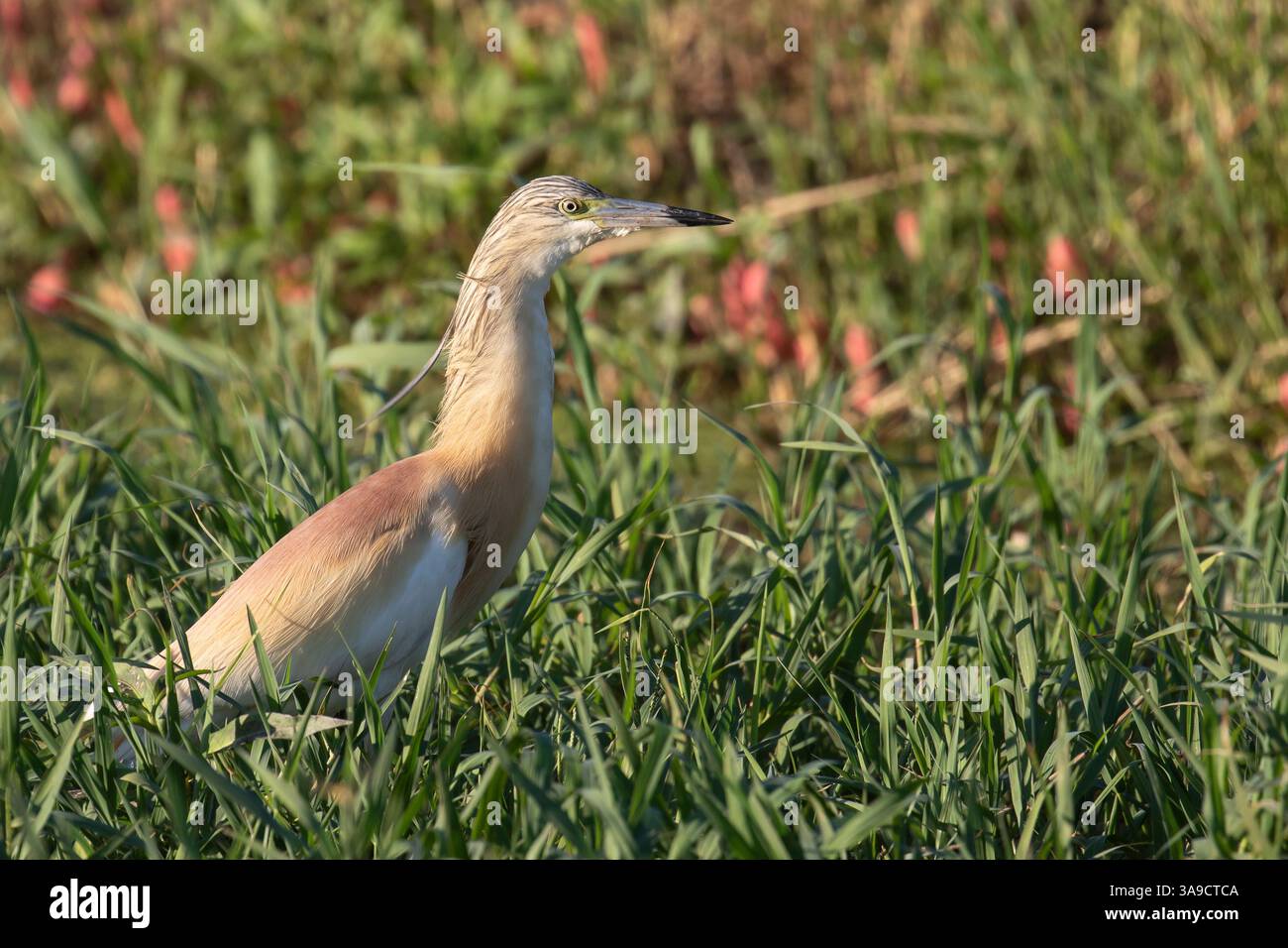 Nahaufnahme eines Squacco-Reiher-Vogels im grünen Gras Stockfoto
