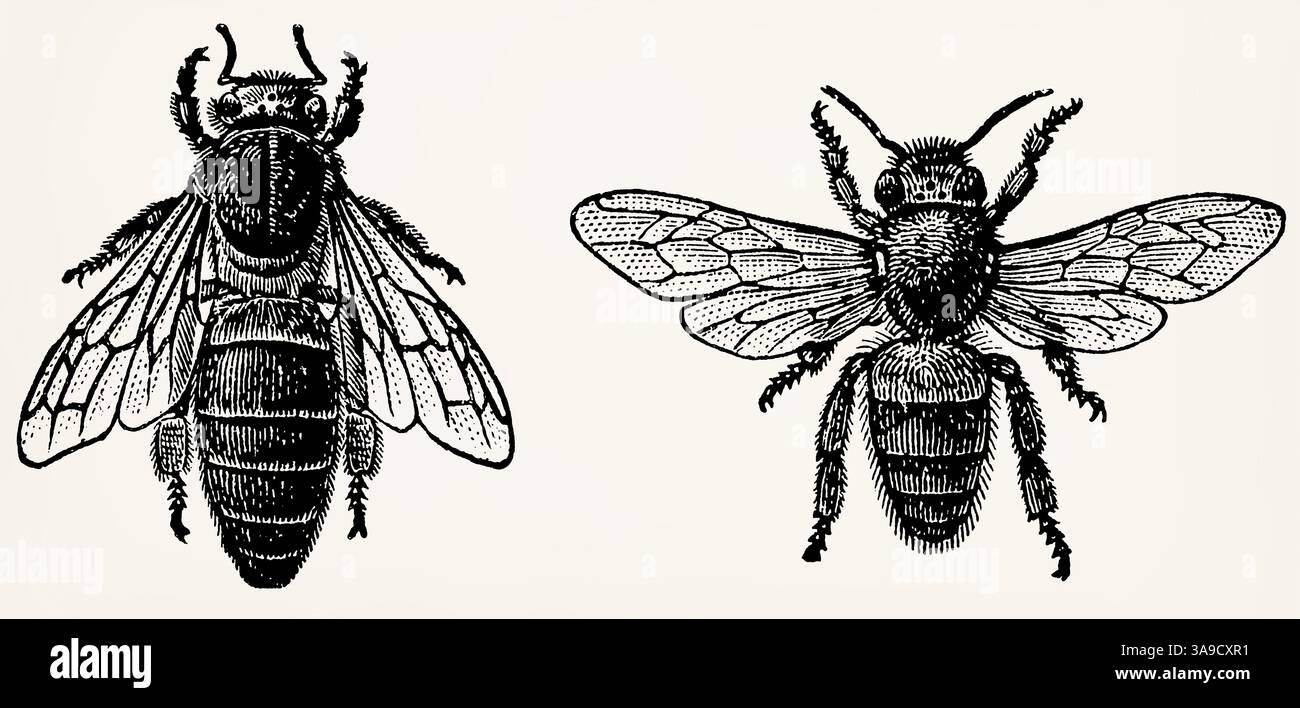 Bienen. Bienenkönigin (links) und Arbeitsbiene (rechts). Antike Illustration. Stockfoto