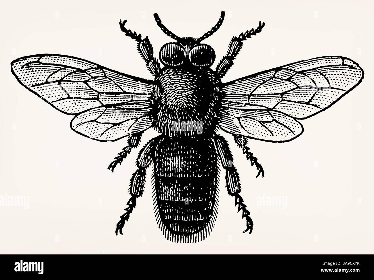 Drohne (APIs mellifera). Antike Illustration. Stockfoto