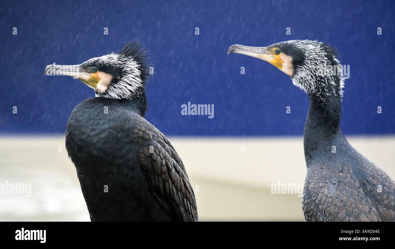 Zwei Kormoranvögel unter dem Regen vor blauem Hintergrund in Brighton Marina, Sussex, England, Vereinigtes Königreich Stockfoto