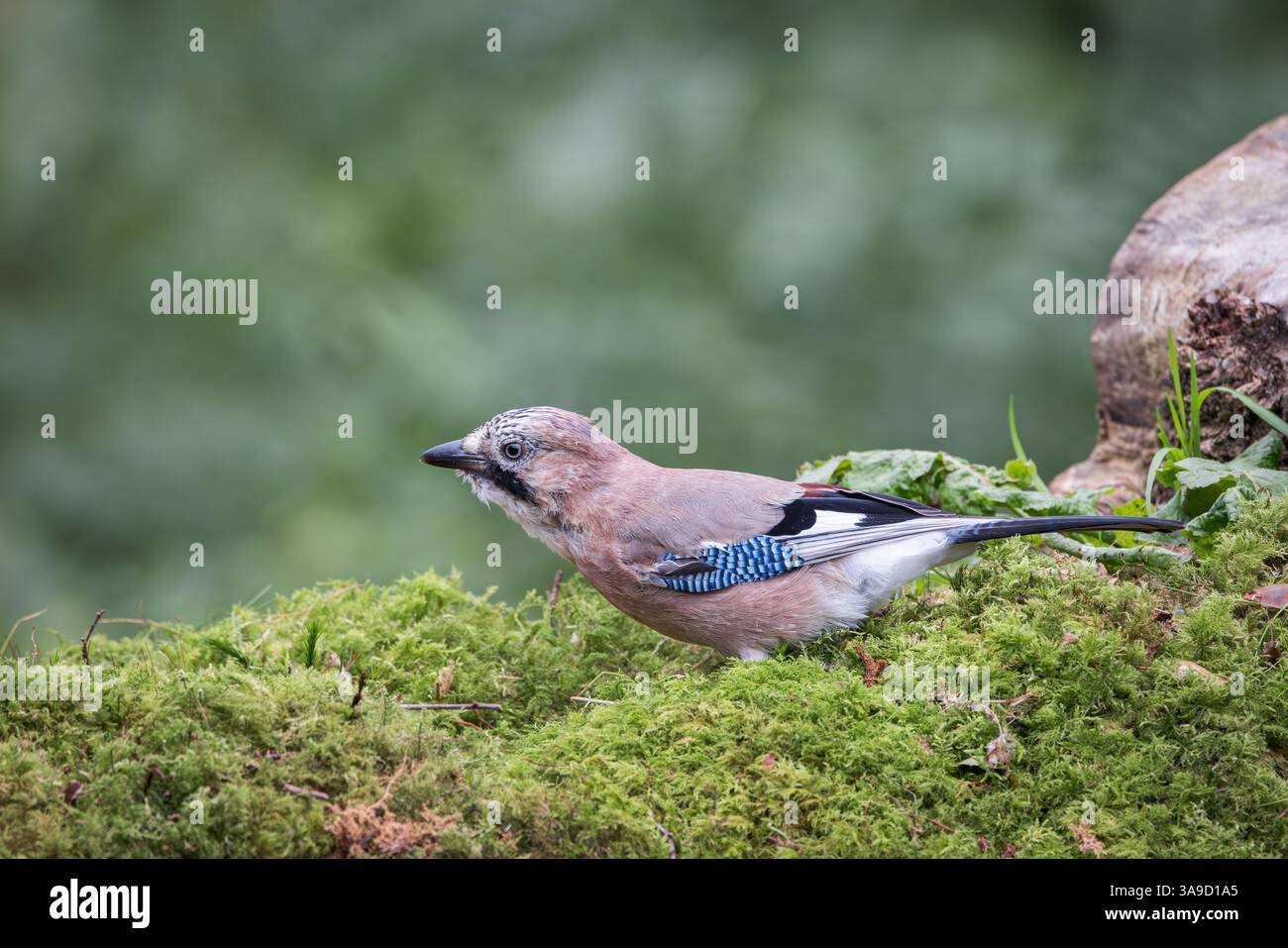 Jay (Garrulus glandarius) auf moosigem Boden Stockfoto