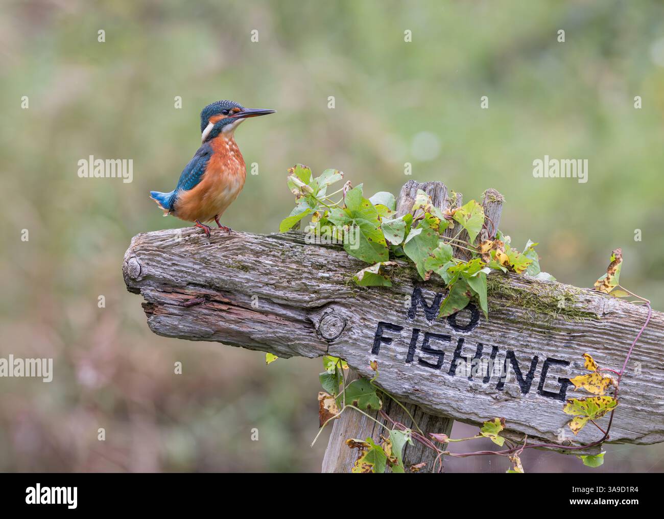 Eisvogel auf kein Angelschild, mit Bindweed, das um ihn herum wächst Stockfoto