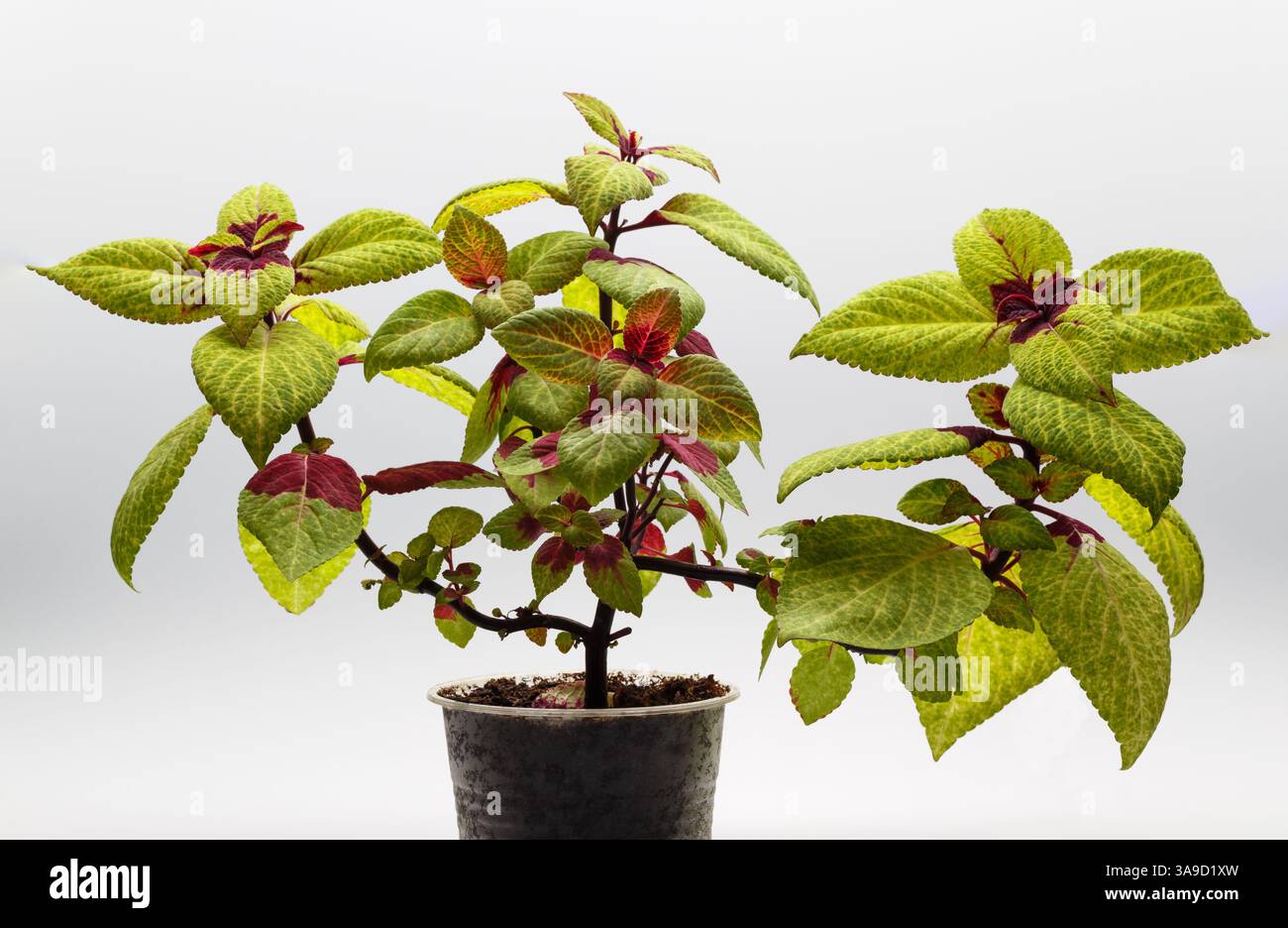 Rosa und grüne coleus Pflanze in einem Plastikbecher auf hellem Hintergrund Nahaufnahme Stockfoto