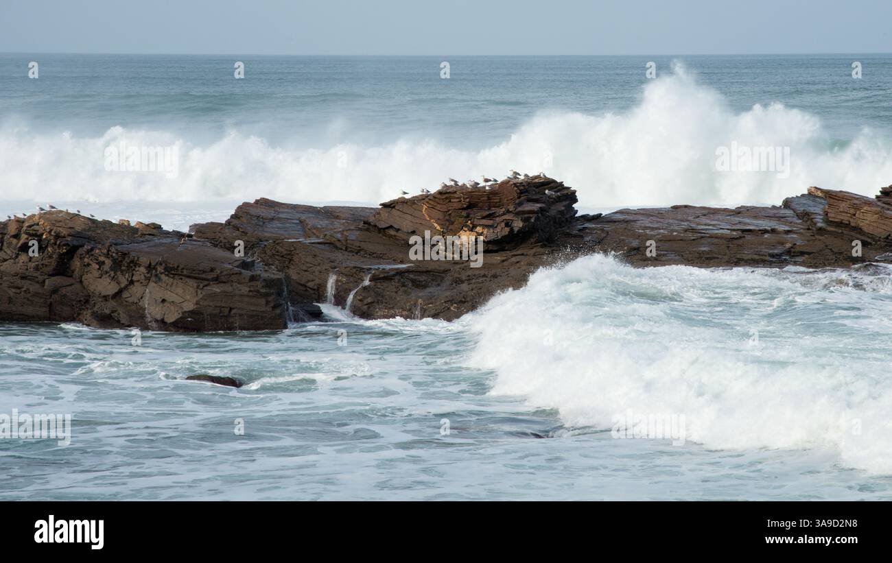 Möwenherde auf einem Felsen, starke Wellen im kantabrischen Meer Stockfoto