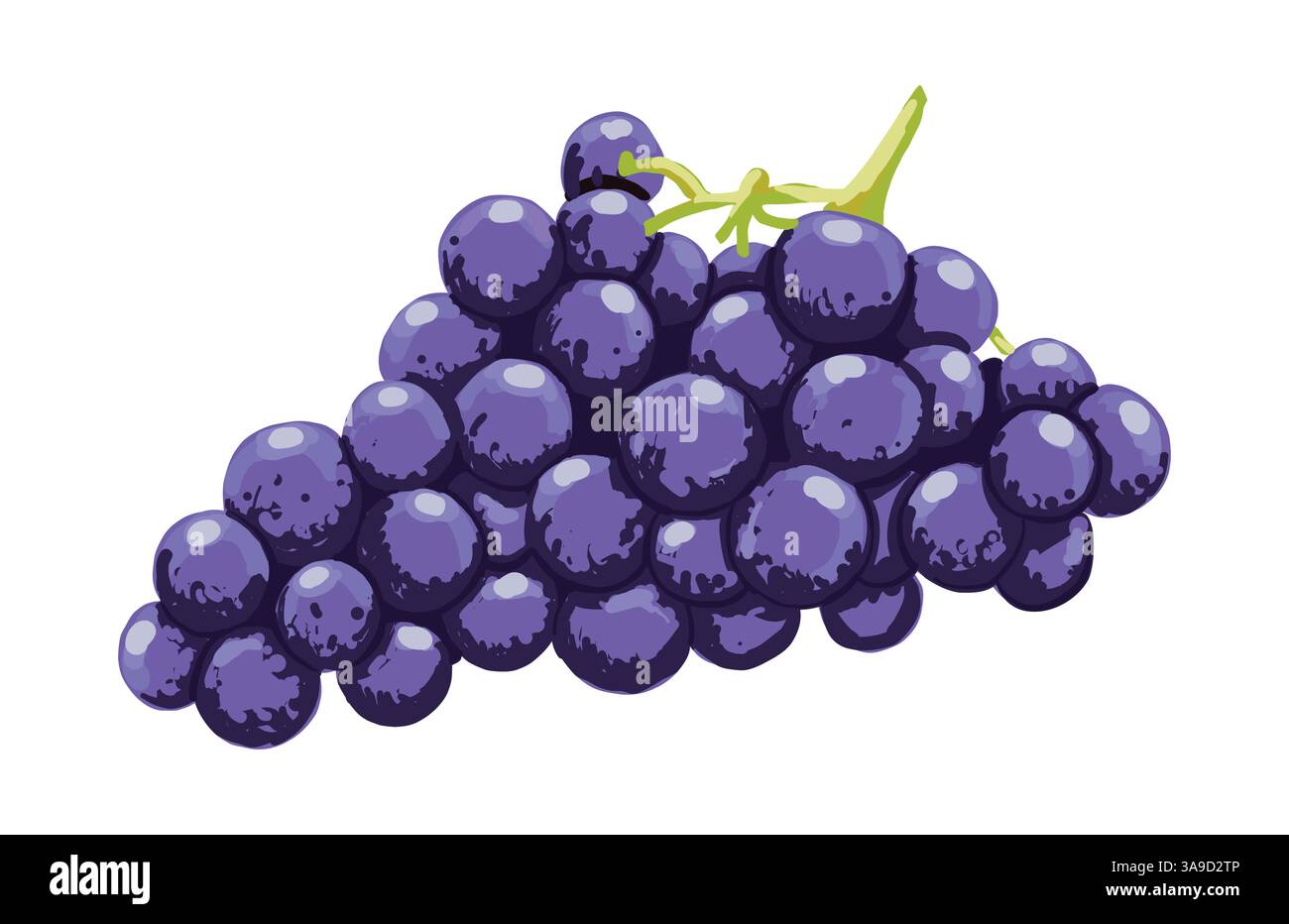 Auf einem Tisch liegen lila Trauben. Vektorrealistische flache Illustration Stock Vektor