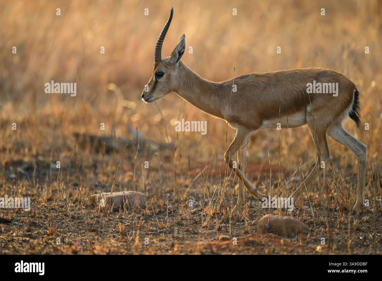 Weibliche Indianerantilopen (Blackbuck), die über das Grasland laufen, Panna Tiger Reserve, Indien Stockfoto