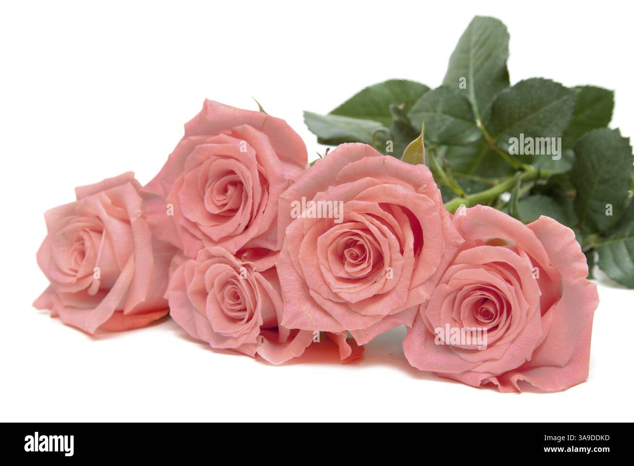 Drei Rosen liegt isoliert auf weißem Hintergrund Stockfoto
