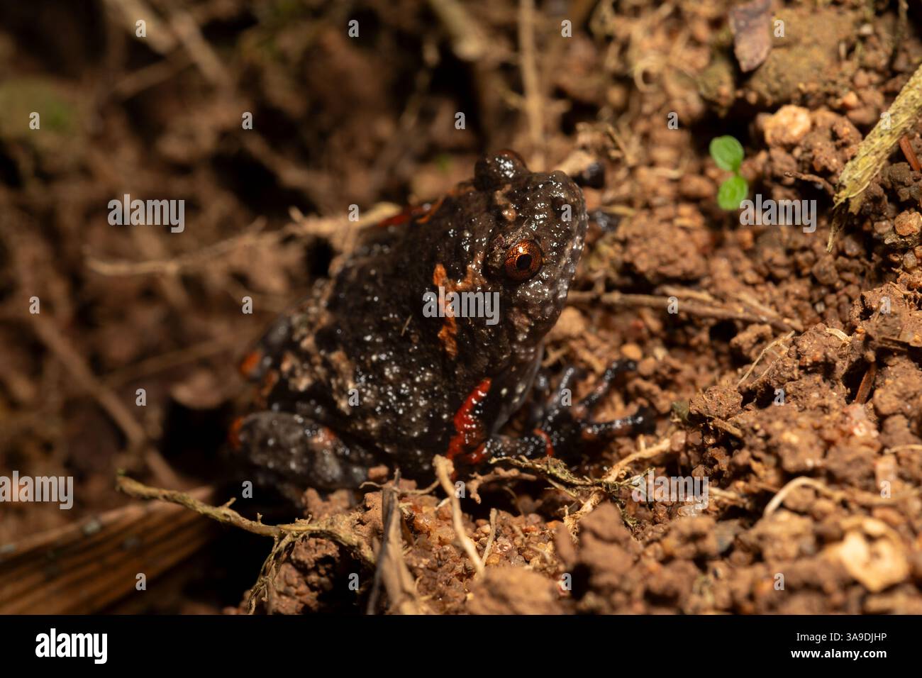 Juvanile Banded Bullfrog, Kaloula Pulchra, Microhylidae, Khao Sok Nationalpark. Thailand, Asien Stockfoto