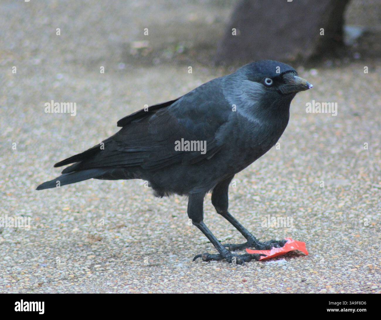 Ein frecher Jackdaw-Abriss in Castleton, Peak District National Park, Derbyshire, Großbritannien Stockfoto
