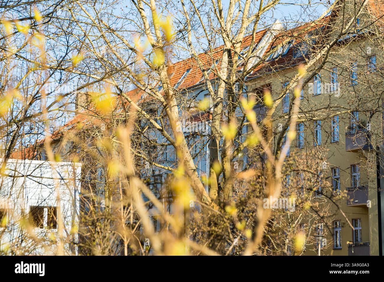 Große Aufnahme von Bäumen zu Beginn des Frühlings, vor dem Hintergrund von Wohngebäuden mit warmen Dächern und Fenstern. Stockfoto
