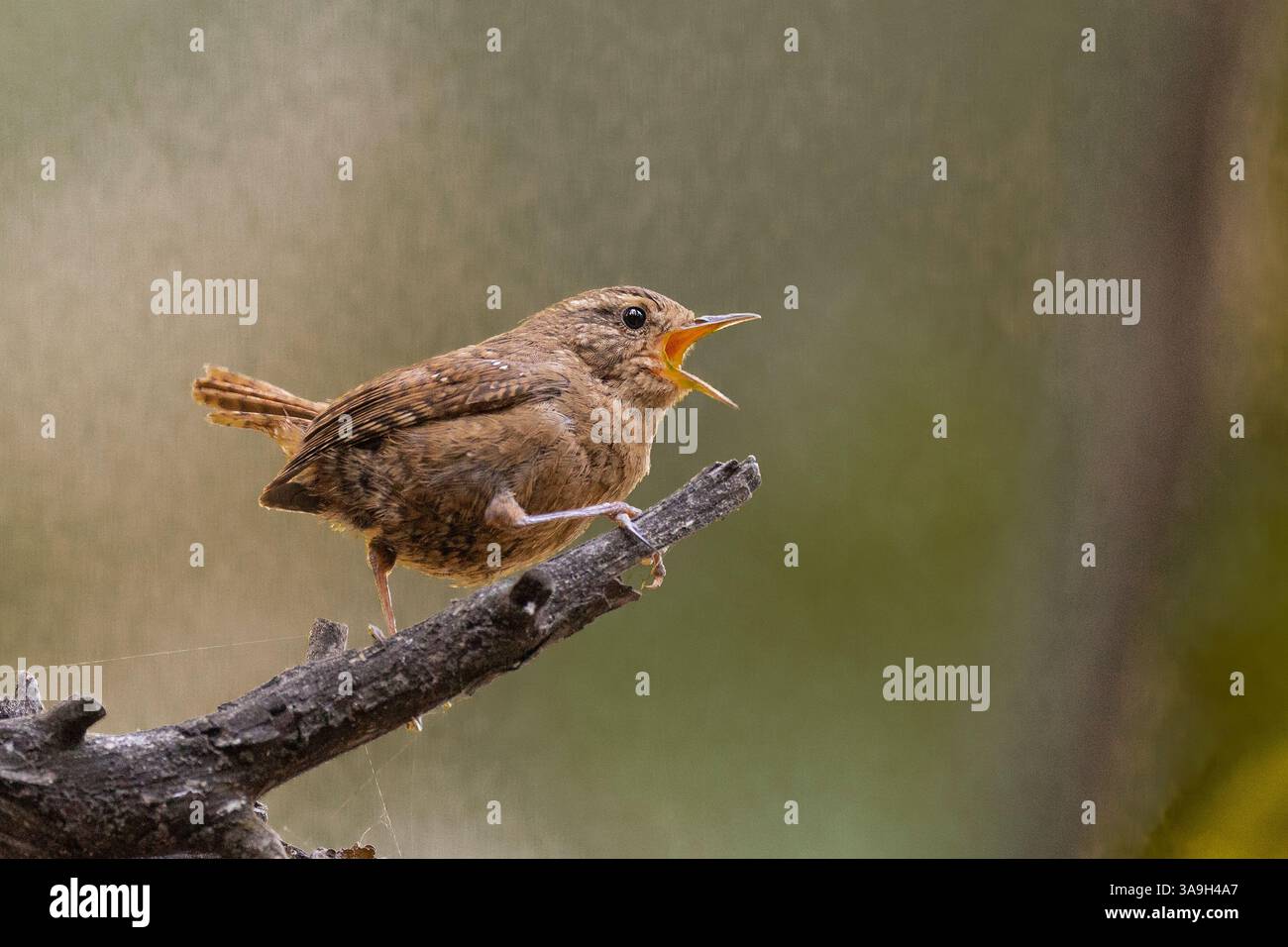 Pacific Wren (Troglodytes pacificus), Calaveras County Kalifornien USA Stockfoto