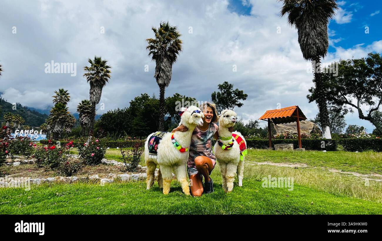 Junge weiße Frau genießt zwei süße flauschige Alpakas, die im traditionellen peruanischen Stil dekoriert sind, während sie während ihrer Reise eine Fotoerinnerung macht. Stockfoto