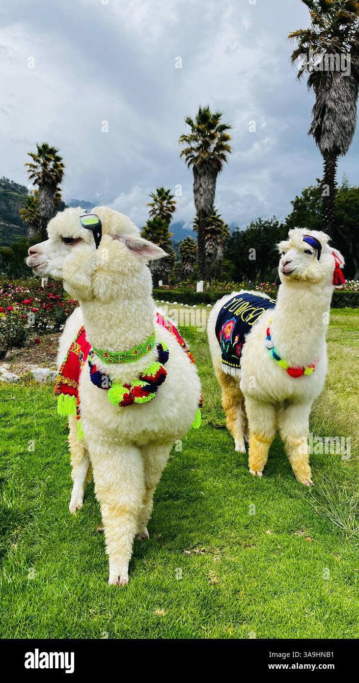 Zwei süße, flauschige Alpakas im traditionellen peruanischen Stil mit Sonnenbrille. Freundlich und bereit, Fotos mit Touristen in den Bergen in Peru zu machen. Stockfoto